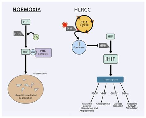 Hypoxia Inducible Factor Hif Upregulation In Fh Cells Under