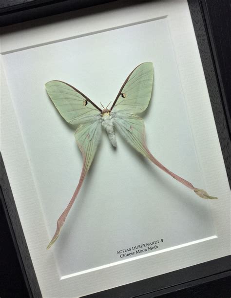 Actias Dubernardi Female Chinese Moon Moth Real Framed Moon Moth