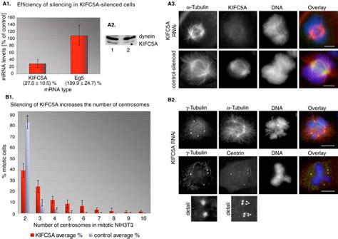 RNAi Mediated Silencing Of KIFC5A Causes Centrosome Amplification And