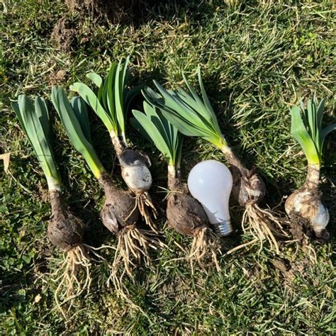 Other Pk Bareroot Pink Spider Lily Surprise Lily Naked Lady Lilyresurrection Lily Poshmark