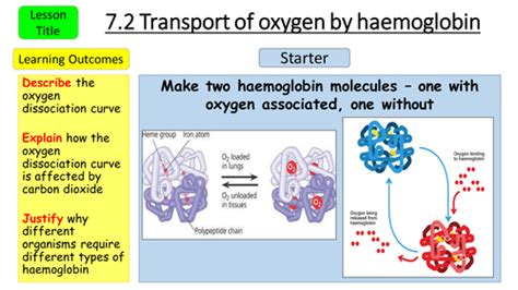 Aqa As Biology Transport Of Oxygen In Haemoglobin Teaching Resources