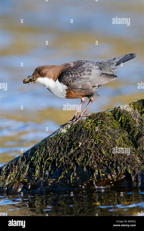 Dipper Perched On Rock With Food Stock Photo Alamy