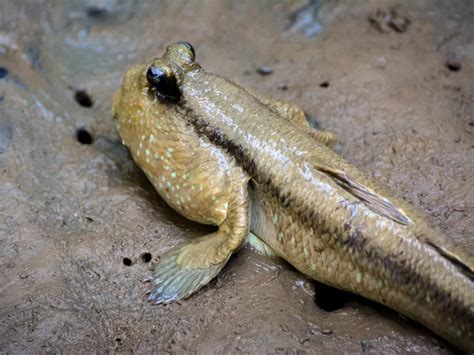 Ikan Tembakul Ikan Amfibi Yang Mirip Seperti Kodok Indozone Fadami