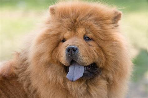 20 Perros Que Parecen Osos Descubre Los Perros Que Parecen Peluches