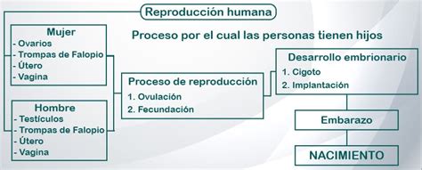 La Reproducción Humana