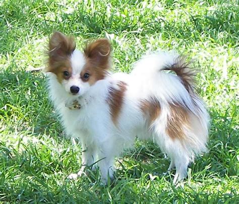 Papillon Dog Breed - Pictures, Information, Temperament ...