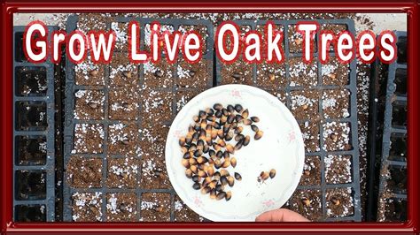 Grow Live Oak Trees From Seed 2021 Youtube