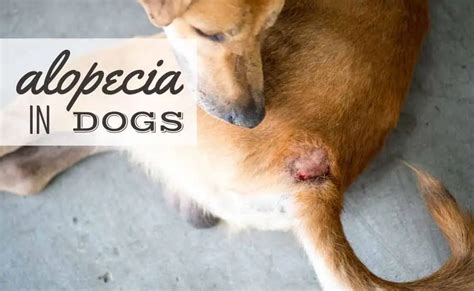 Alopecia (Hair Loss) In Dogs: Symptoms, Causes, And Treatments DogTime ...