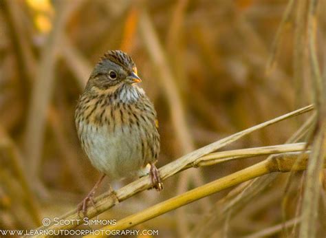 Birding Is Fun!: Wintering Sparrows in Florida