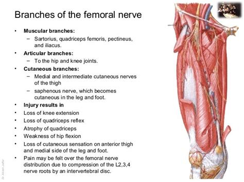 Femoral Neck Anatomy