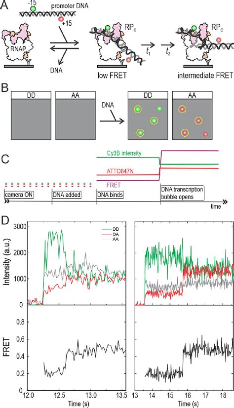 Single Molecule Fret Method To Monitor The Rnap Promoter Open Complex