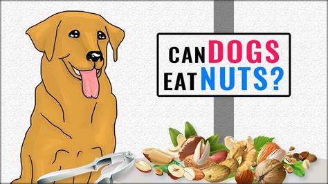 Which Nuts Are Toxic To Dogs