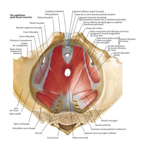 Anatomie Rectum Et Canal Anal Cartes Quizlet