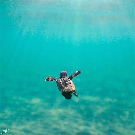 Baby Turtle Swimming