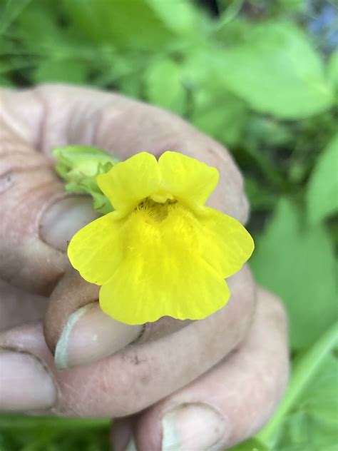 Tiling S Monkeyflower From Arapaho Roosevelt National Forests Pawnee