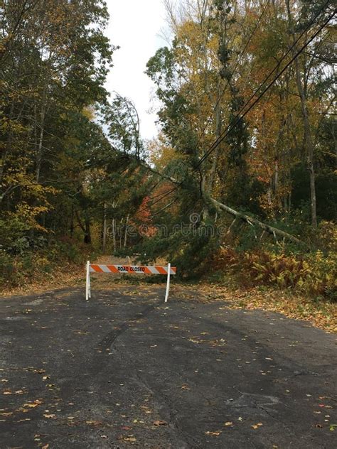 Road Closed Due To Tree Falling On Power Lines Stock Image Image Of