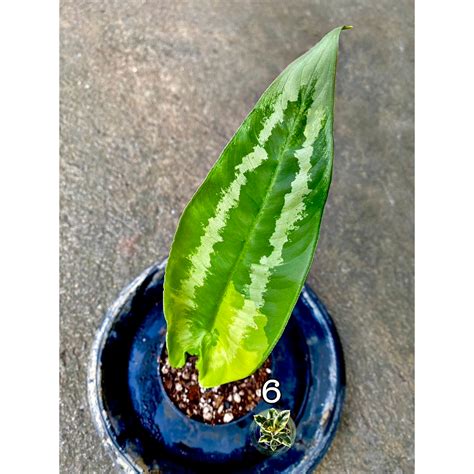 Schismatoglottis Wallichii Variegated Shopee Thailand