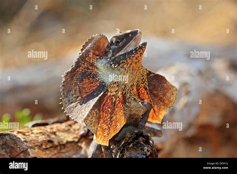 Frill Necked Lizard Chlamydosaurus Kingii Northern Territory