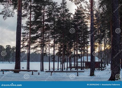 Winter Forest Landscape With Pine Trees And Lake Stock Photo Image Of