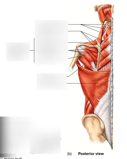 Scapular Muscles Posterior View Diagram Quizlet