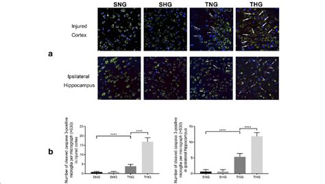 Immunofluorescence Analysis Of Cleaved Caspase Red And Iba