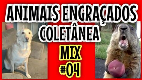 Animais Engra Ados Falantes Mix Compilado V Deos De Animais