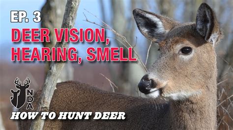 Deer Vision Hearing Sense Of Smell And Glands How To Hunt Deer Ep