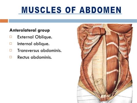 Thorax And Abdomen And Pelvis Ppt