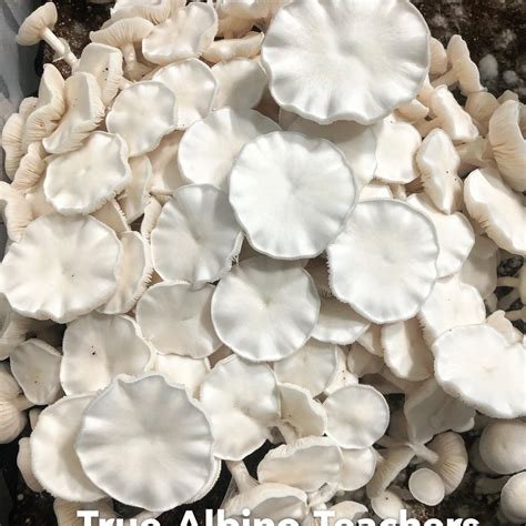 True Albino Teachers : r/annarborpsychedelic