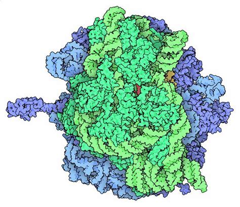 Ribosomal proteins encoded in viral genomes