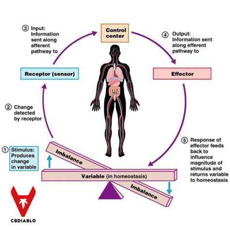 What Is Homeostasis Why Is It So Important For Our Wellbeing