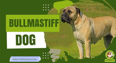 Bullmastiff Dog Best Large Dog Breed Farming Plan