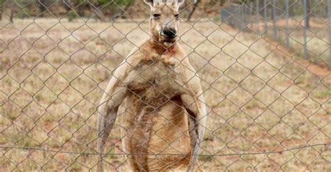 Discover the 4 Largest Kangaroo Species - IMP WORLD