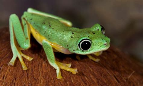 Lemur Tree Frogs Also Called Lemur Leaf Frogs Are Small Charismatic