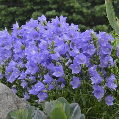 Campanula Carpatica Campanula Pearl Deep Blue Seed X30 Ole Lantana