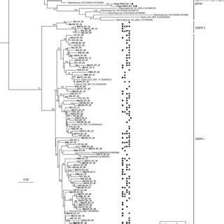 18S RRNA Maximum Likelihood Phylogenetic Tree Representing The Full