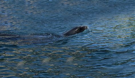 Sea Lion Swimming – License image – 71183322 lookphotos