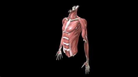 Anatomy Reference - A 3D model collection by BuhDuhZN - Sketchfab