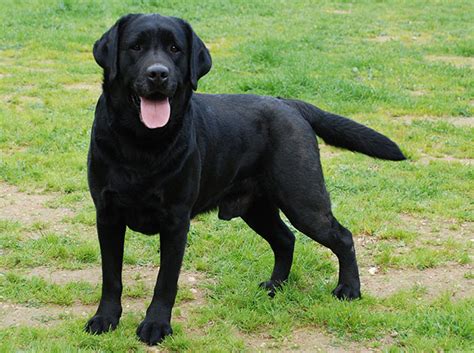 Black Labrador Retriever Wallpaper Wallpapersafari