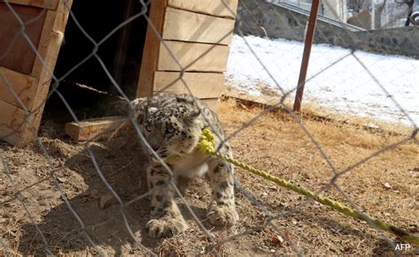 Rare Snow Leopard Captured In Afghanistan After Livestock Killings