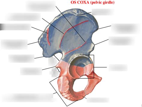 723 11 Os Coxa Diagram Diagram Quizlet