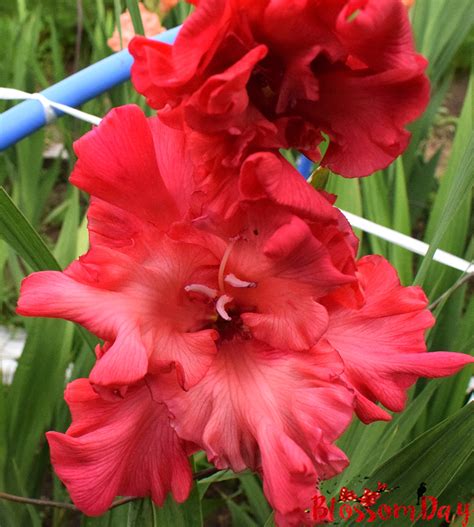 Гладиолус Большое искушение — BlossomDay