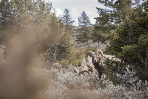 Preserving Hunting Access—Mojave Trails National Monument Scoping ...