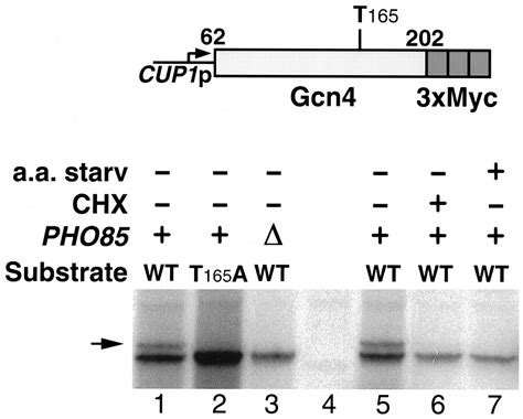 Degradation Of The Transcription Factor Gcn4 Requires The Kinase Pho85