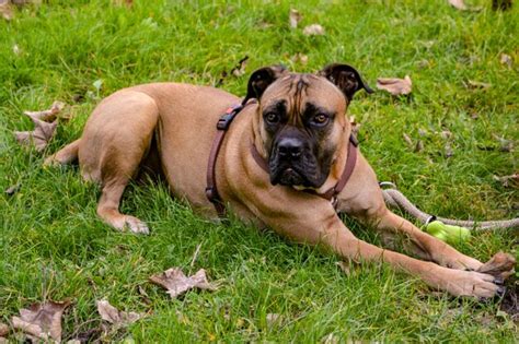 Retrato De Un Perro Tendido En La Hierba Foto Premium