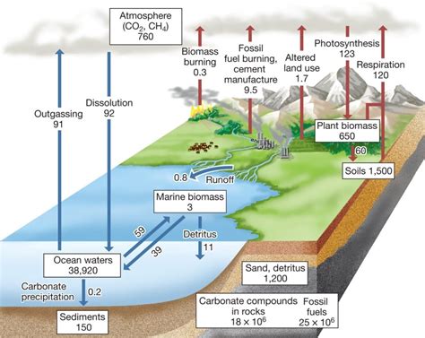 The Global Carbon Cycle