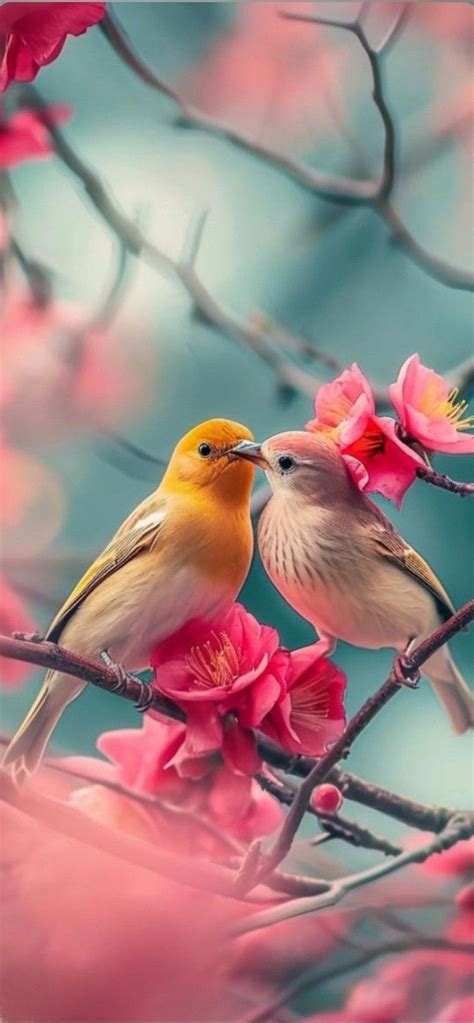 Pin Em Beautiful Birds Em Aves Belas Fotos De Animais Belas Flores