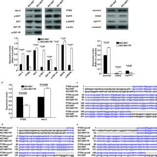 Down-regulation and mutation of the PTEN gene, as well as up-regulated... | Download Scientific ...