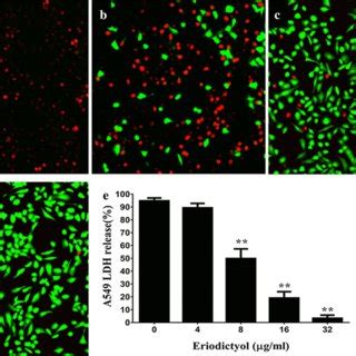 Eriodictyol Protects A549 Cells From Damage Induced By Hla The Results