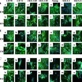 Protein Expression In Dpsc And Shed Ac Immunofluorescence Analysis